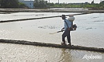 Tất bật xuống giống vụ lúa đông xuân