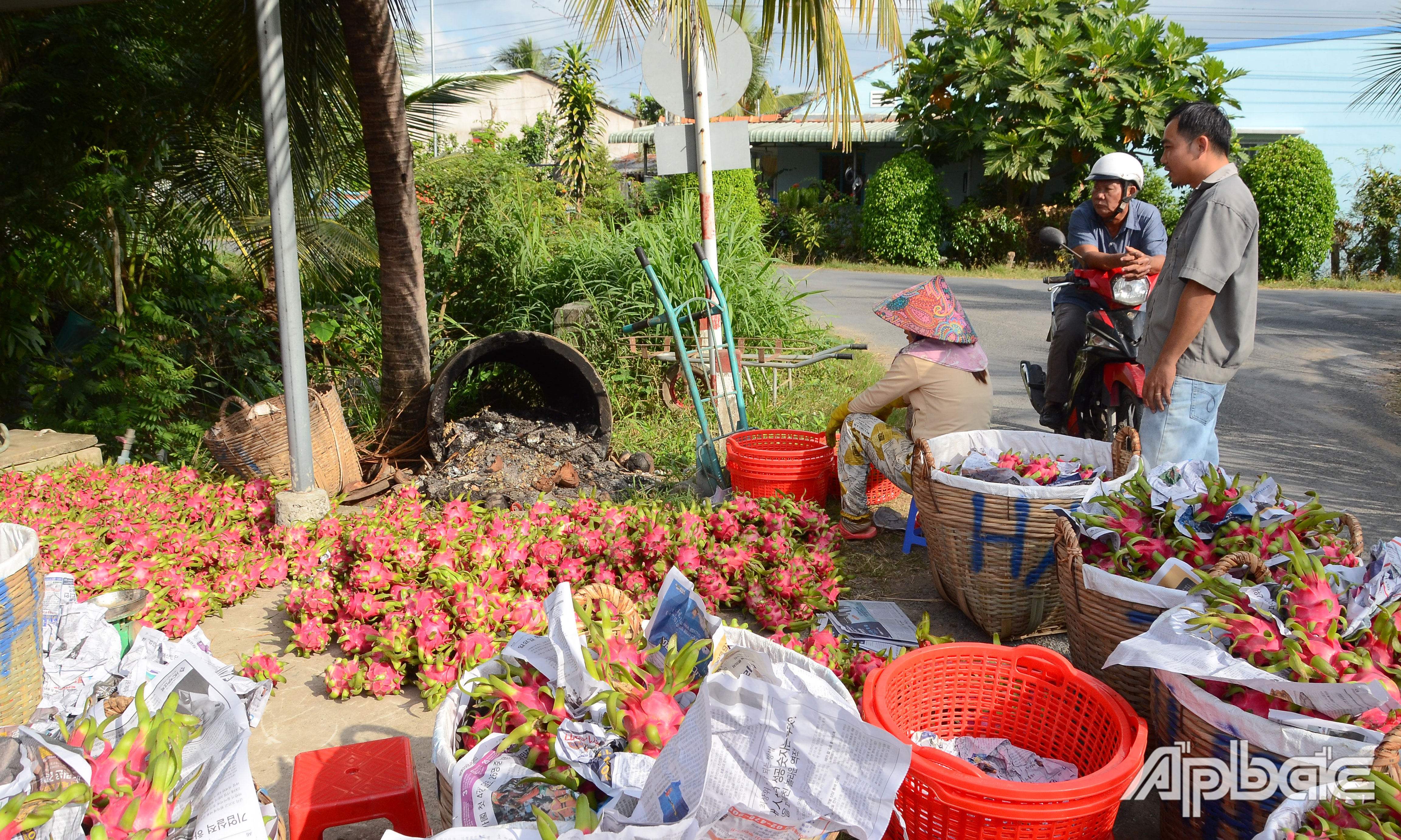Giá thanh long hiện đang tăng cao.