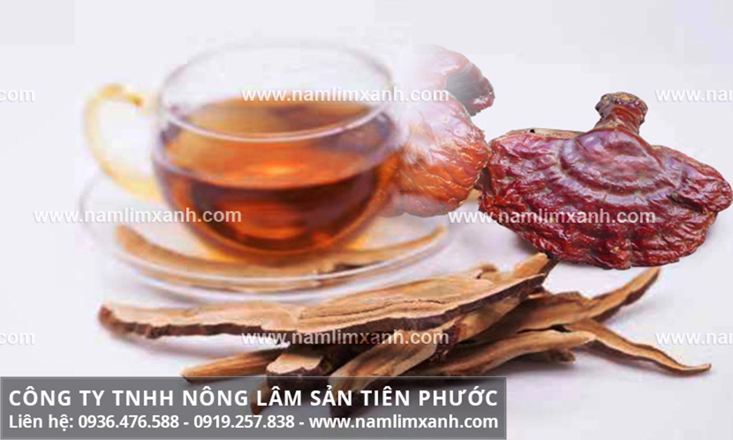 Cách dùng nấm lim xanh an toàn tránh tác dụng phụ.