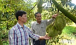 Tiền Giang: Hỗ trợ hợp tác xã liên kết tiêu thụ sầu riêng