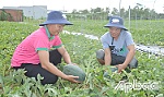 Tiền Giang: Nguồn cung nông sản tết dồi dào