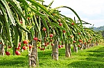 Các vị thuốc mang tên rồng