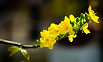 Câu đối Tết