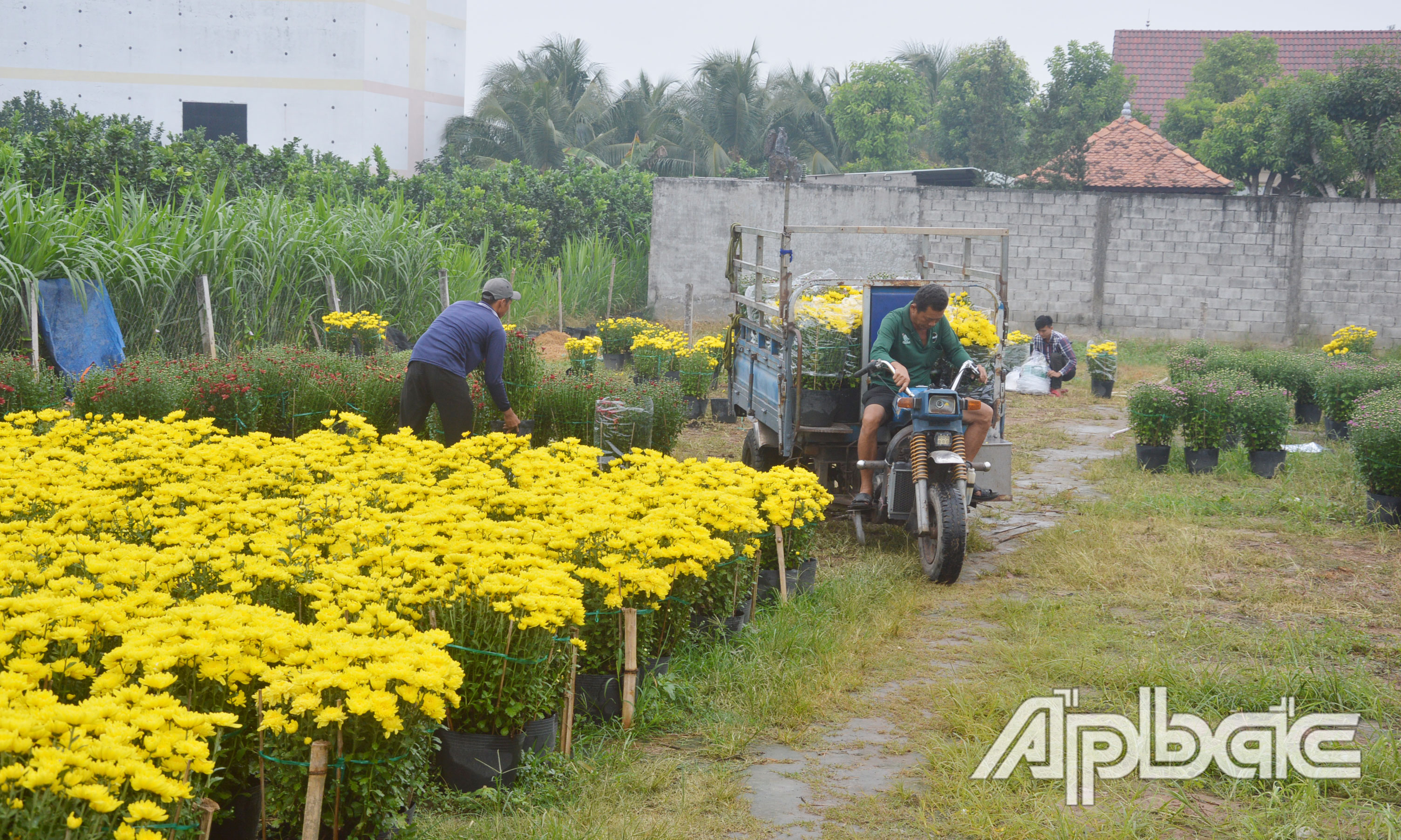 Hoa tết vẫn còn tồn tại ruộng nhiều.