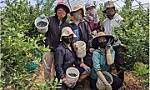 Australia opens door to Vietnamese agricultural workers