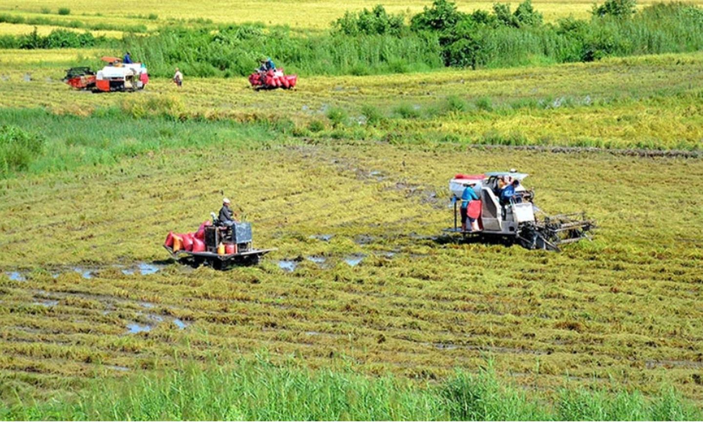 Thu hoạch lúa ở xã Khánh Bình, huyện Trần Văn Thời, tỉnh Cà Mau. (Ảnh HỮU TÙNG)