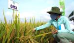 Viện Lúa ĐBSCL trình diễn 25 giống lúa triển vọng