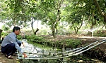 Hạn mặn ở Nam Bộ - Hành động khẩn cấp từ địa phương