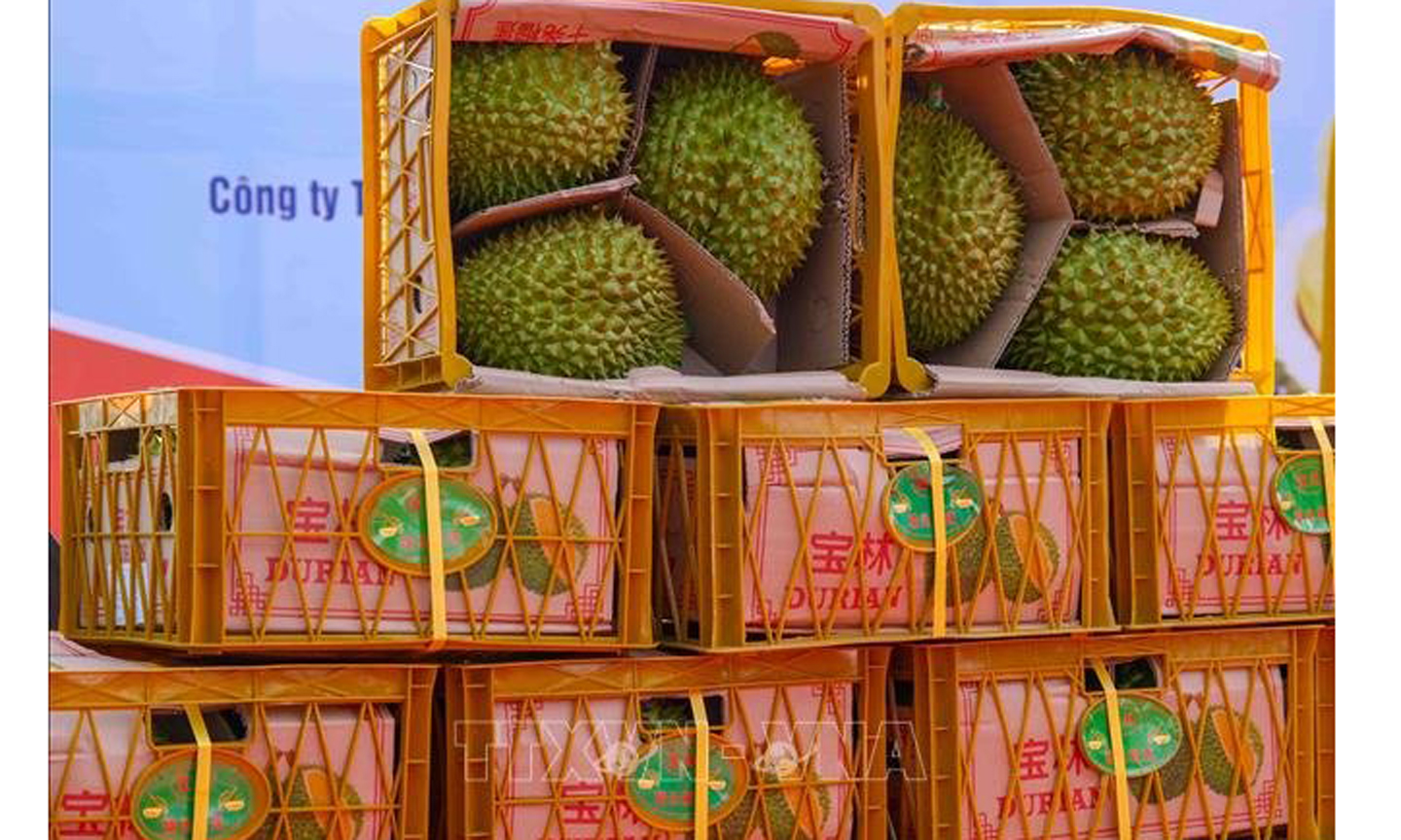 Lô sầu riêng đầu tiên của TP Cần Thơ được xuất khẩu sang Trung Quốc ngày 17/3/2023. Ảnh: Thanh Liêm/TTXVN