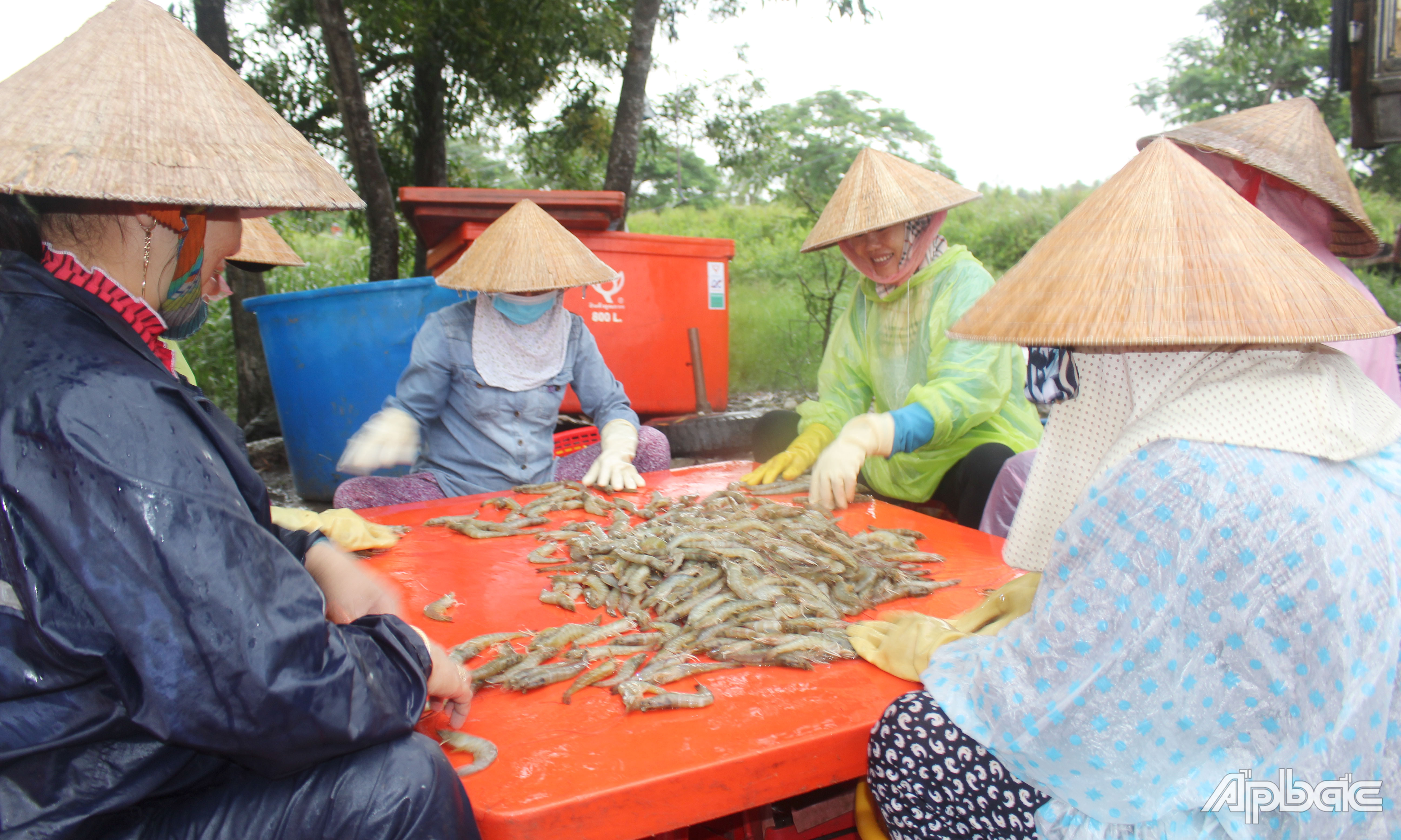 Giá tôm nguyên liệu trên địa bàn tỉnh hiện vẫn ở mức thấp.