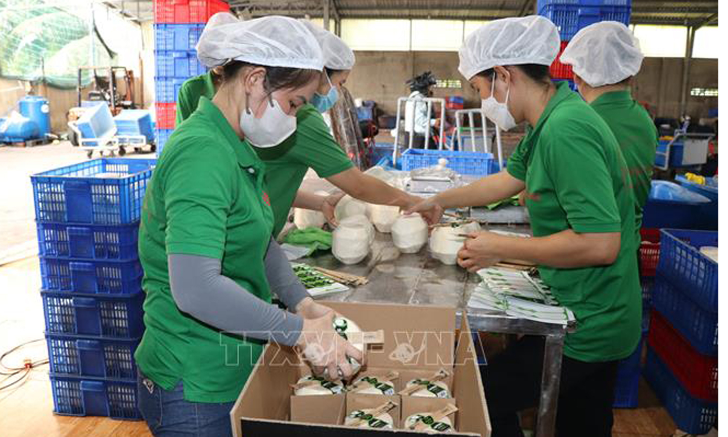Đóng gói dừa tươi xuất khẩu tại Công ty TNHH Trái cây Mekong, xã Hữu Định, huyện Châu Thành, tỉnh Bến Tre. Ảnh: Công Trí/TTXVN
