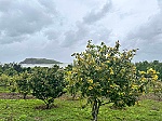 Phu nhân Đại tướng Võ Nguyên Giáp sẽ được an táng tại Vũng Chùa - Đảo Yến