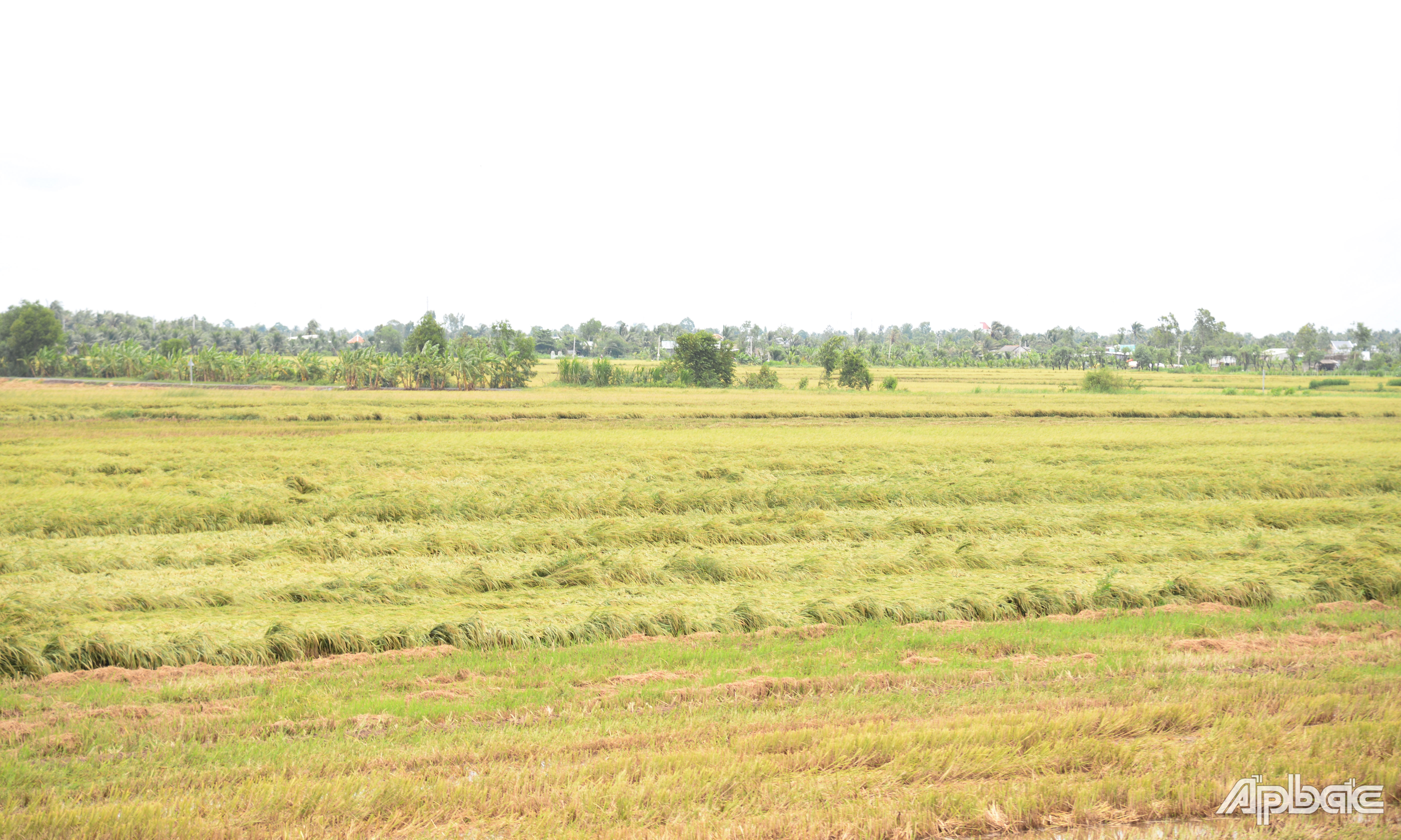 Nhiều diện tích lúa hè thu tại huyện Gò Công Tây bị đổ ngã.