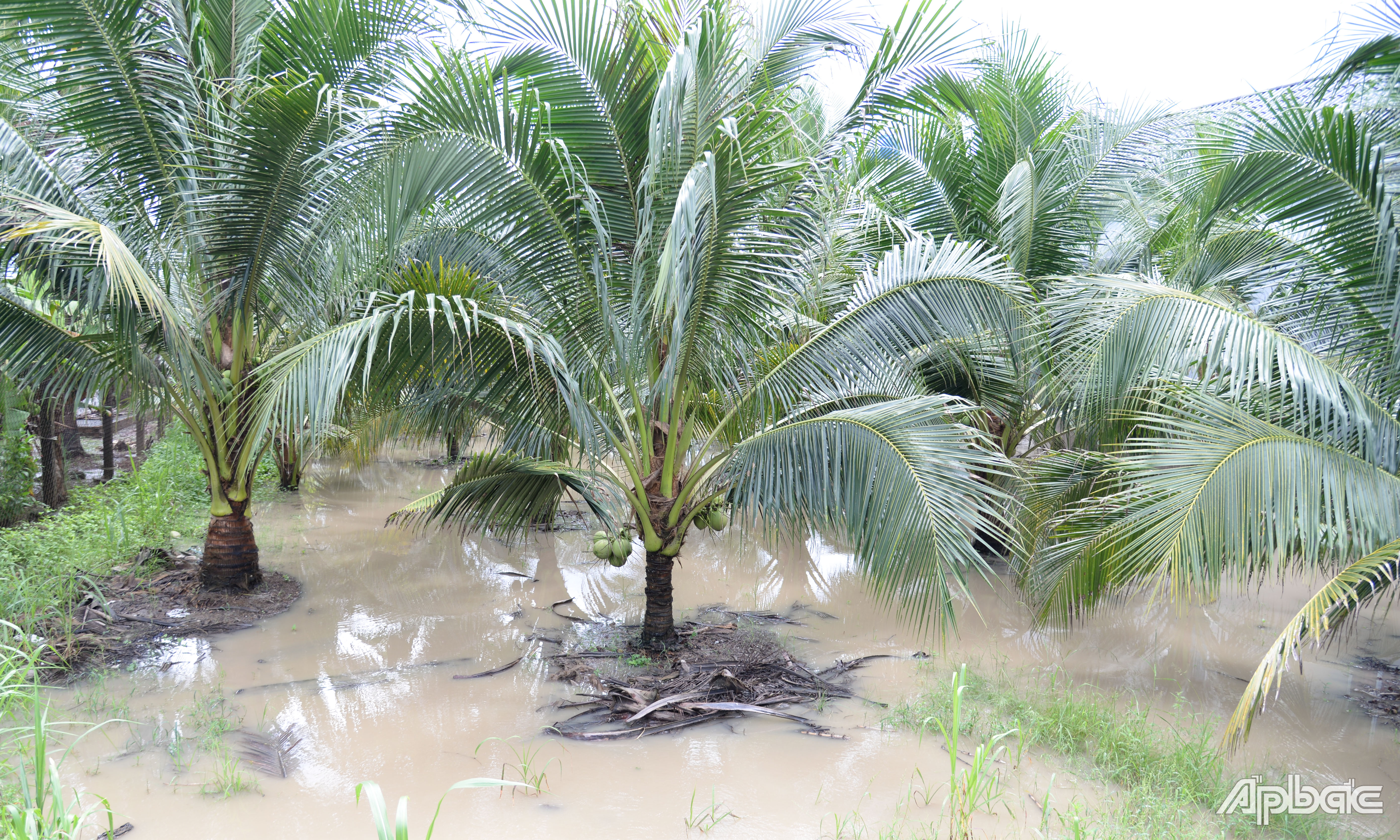 Vườn dừa của người dân bị mưa ngập.
