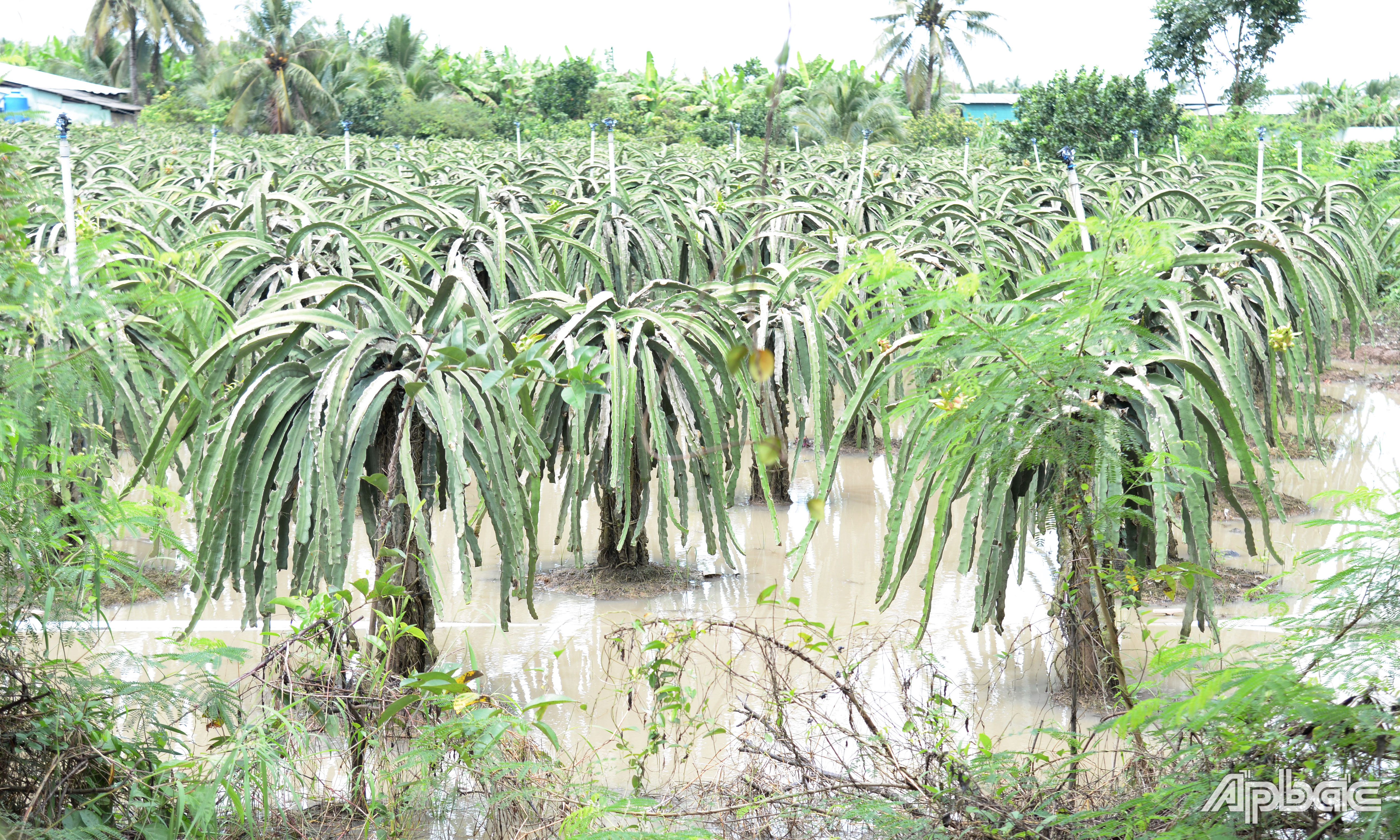 Vườn thanh long chìm trong nước mưa.