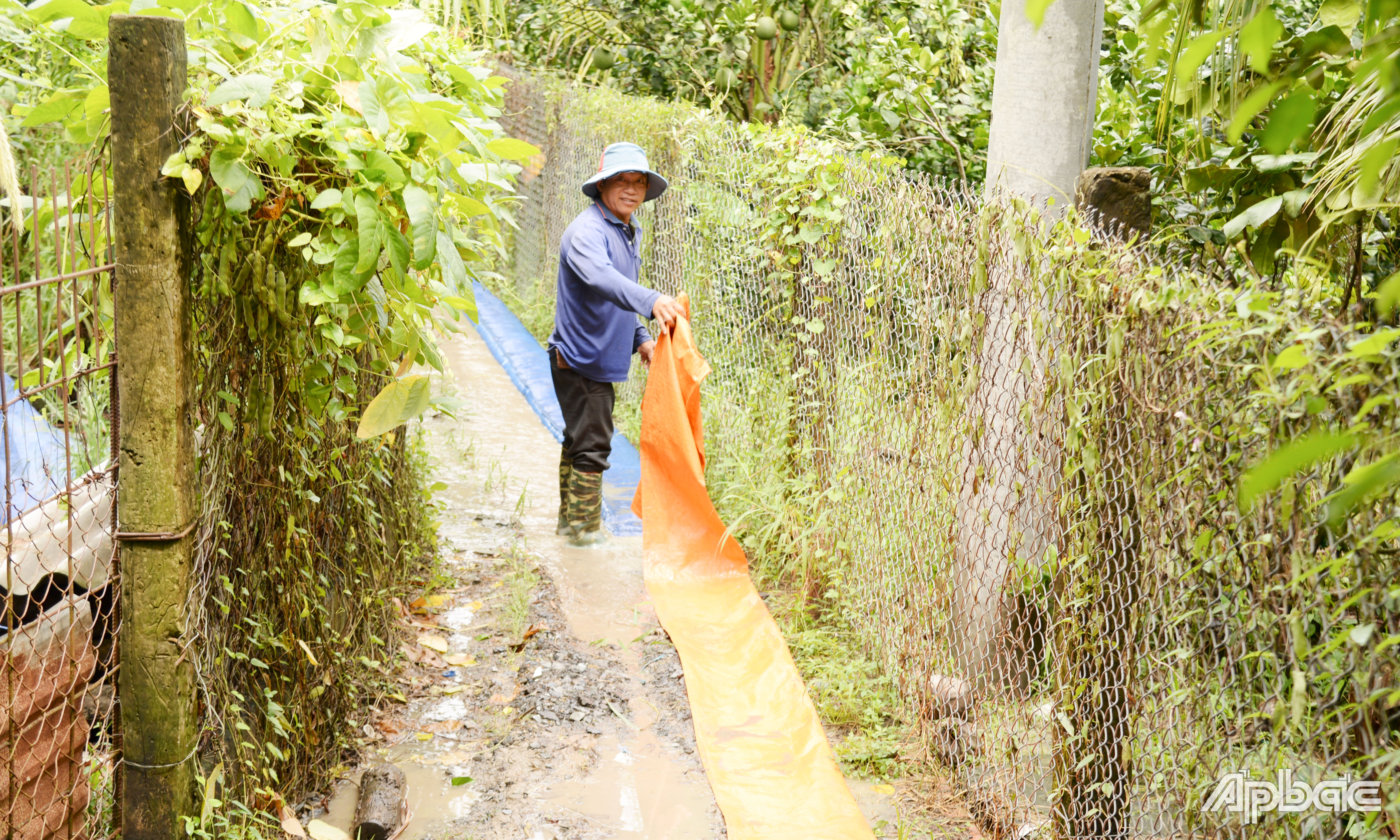 Ông Vũ kéo ống bơm nước từ vườn thanh long ra kinh.