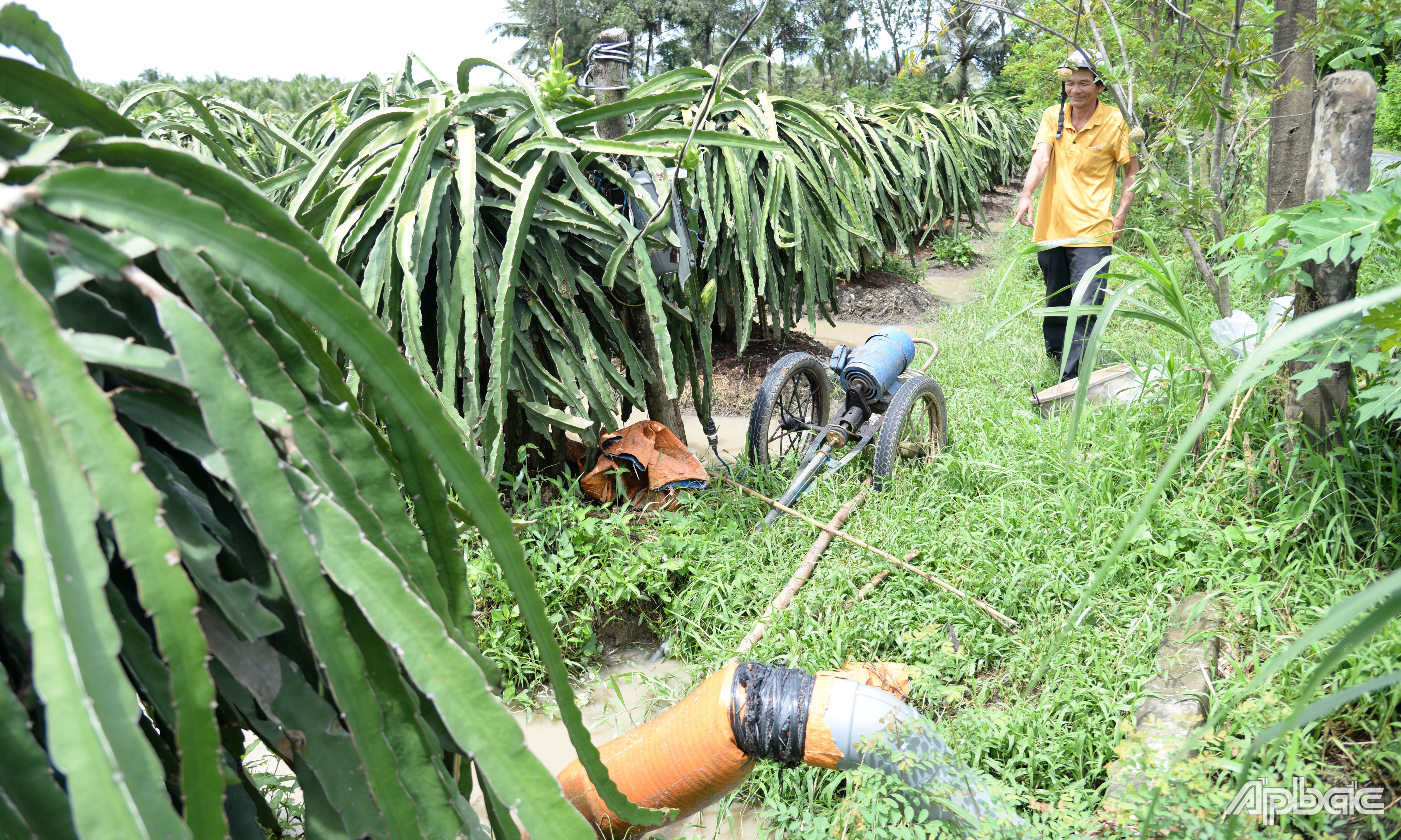 Ông Hường tranh thủ trời tạnh mưa liền tiến hành bơm nước chống ngập.