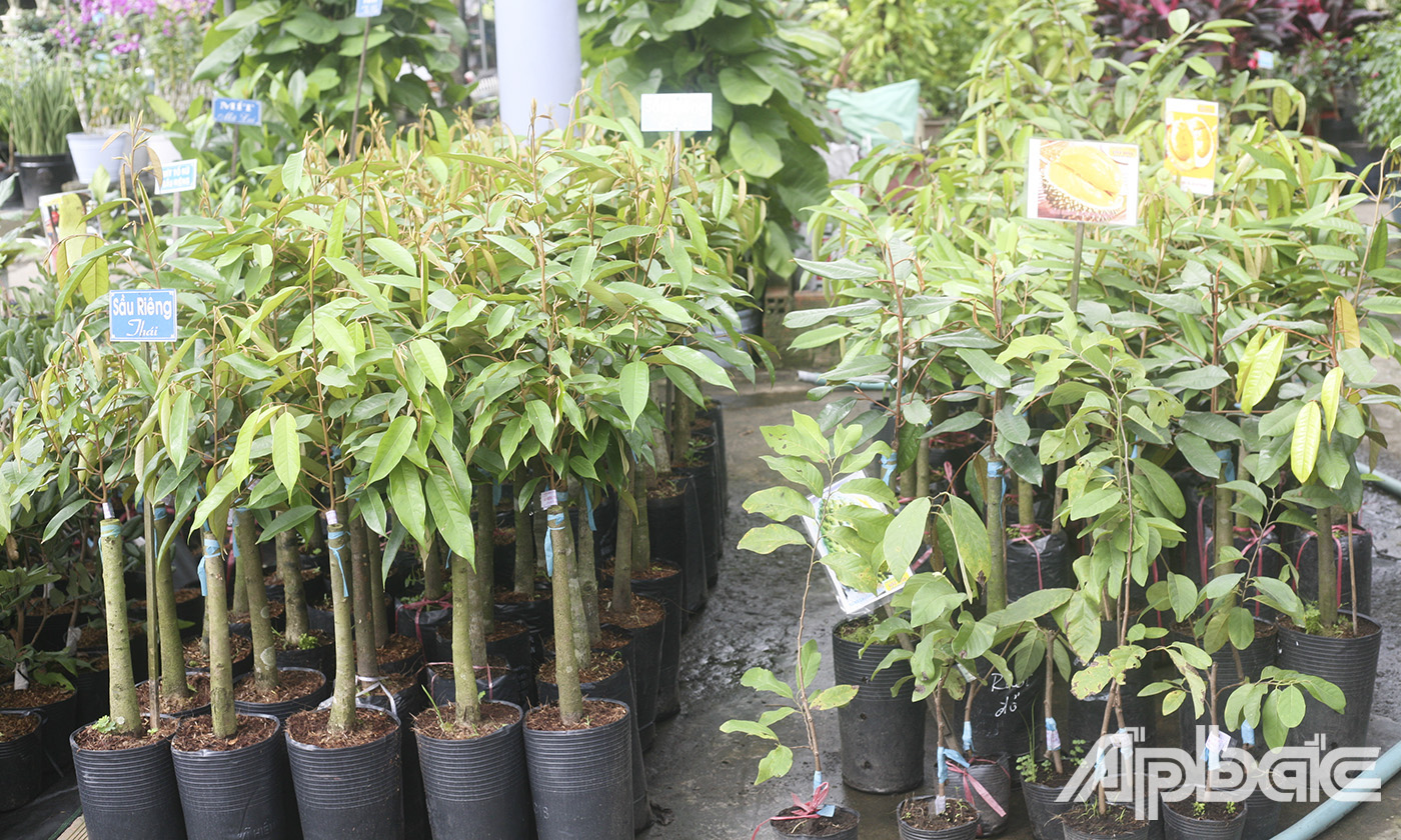 Cây giống sầu riêng tại Công ty TNHH Cây giống-Hoa kiểng Tốt Hoa, huyện Châu Thành, tỉnh Tiền Giang đang là lựa chọn hàng đầu của nông dân trong thời gian qua.