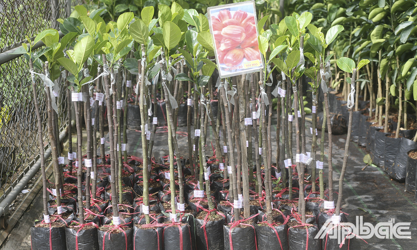 Cây giống mít ruột đỏ Indo tại Công ty TNHH Cây giống-Hoa kiểng Tốt Hoa, huyện Châu Thành, tỉnh Tiền Giang đang được nông dân mua nhiều trong thời gian qua.