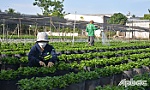 Tiền Giang: Thời tiết bất thường nhưng không ảnh hưởng nhiều đến vụ hoa tết 2025