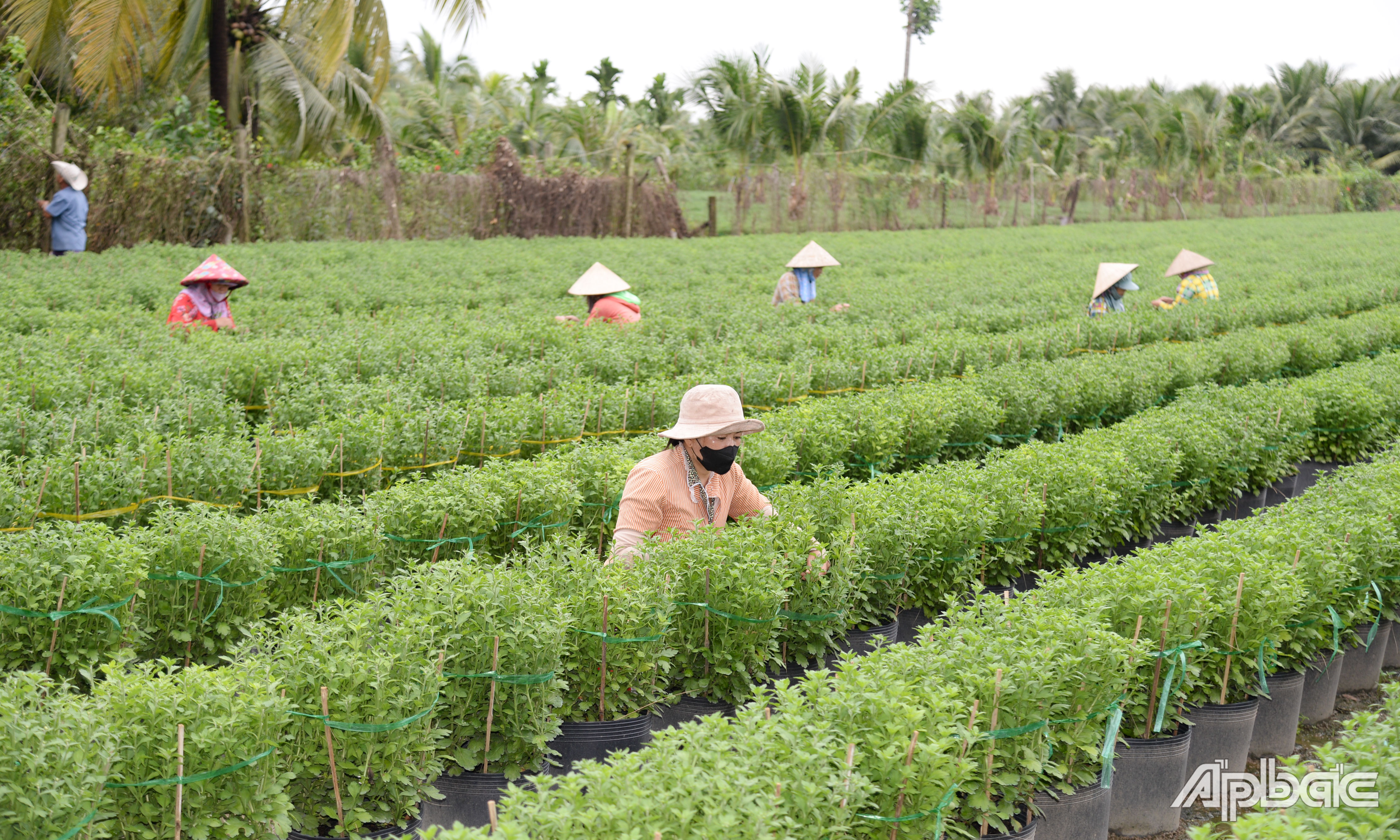 Nhà vườn trồng hoa tết như ngồi trên đống lửa vì mưa trái mùa.