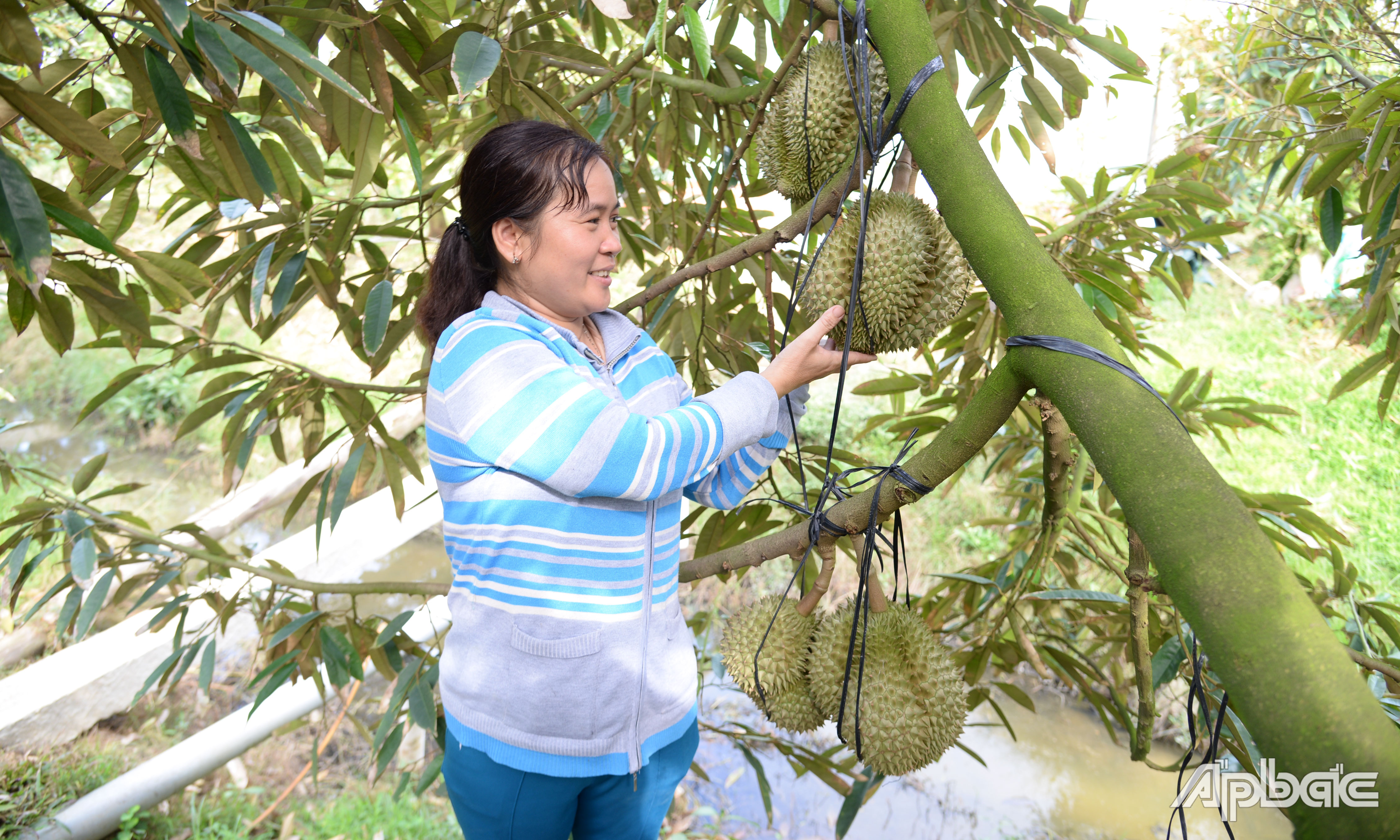 Nguồn cung hạn chế, giá sầu riêng tăng cao trở lại.