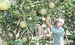 Nông dân kỳ vọng giá bưởi tết khởi sắc