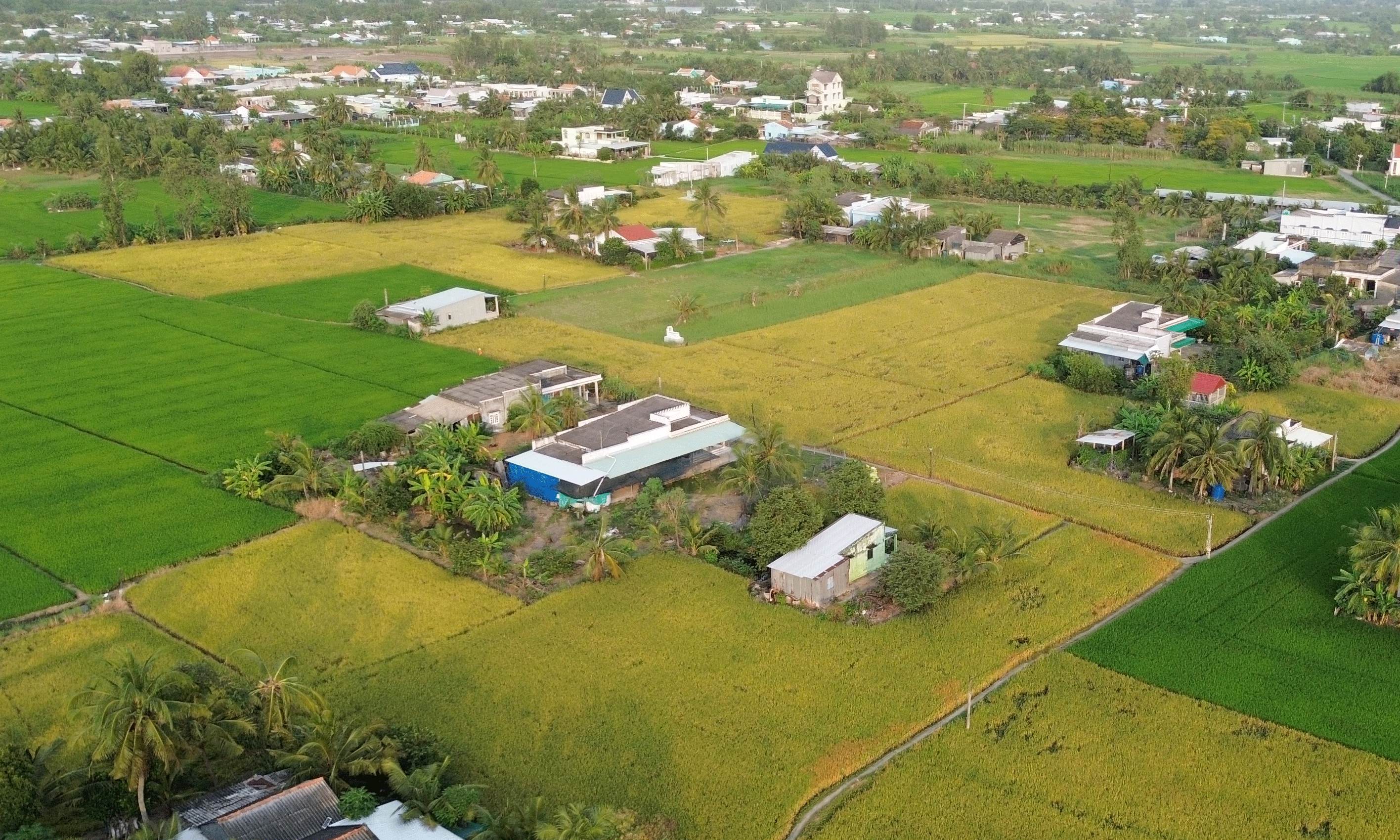 Một số diện tích lúa thu đông tại các huyện phía Đông thu hoạch muộn.