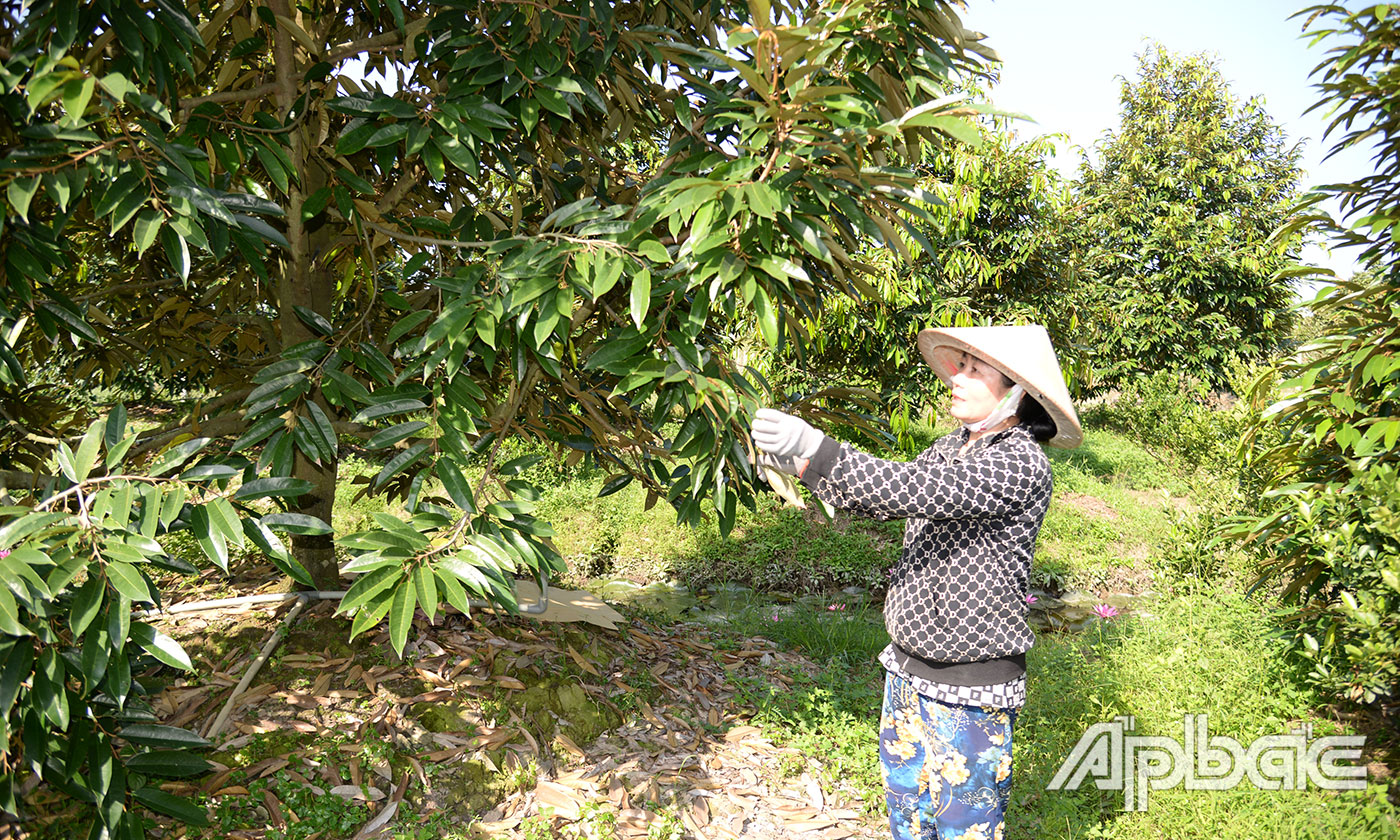 Vườn sầu riêng của bà Tú đang phát triển tốt.