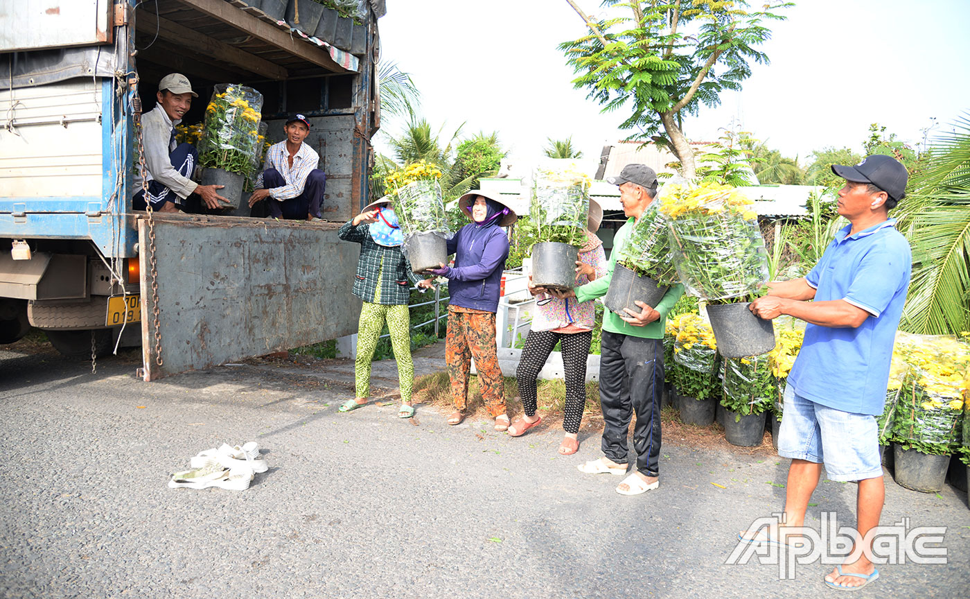 Đến thời điểm này, có một số nông dân đã bán gần hết hoa tết, chỉ chờ thương lái đến lấy.