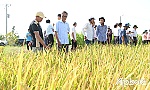 Canh tác lúa chất lượng cao và giảm phát thải lợi nhuận tăng thêm hơn 5,5 triệu đồng/ha
