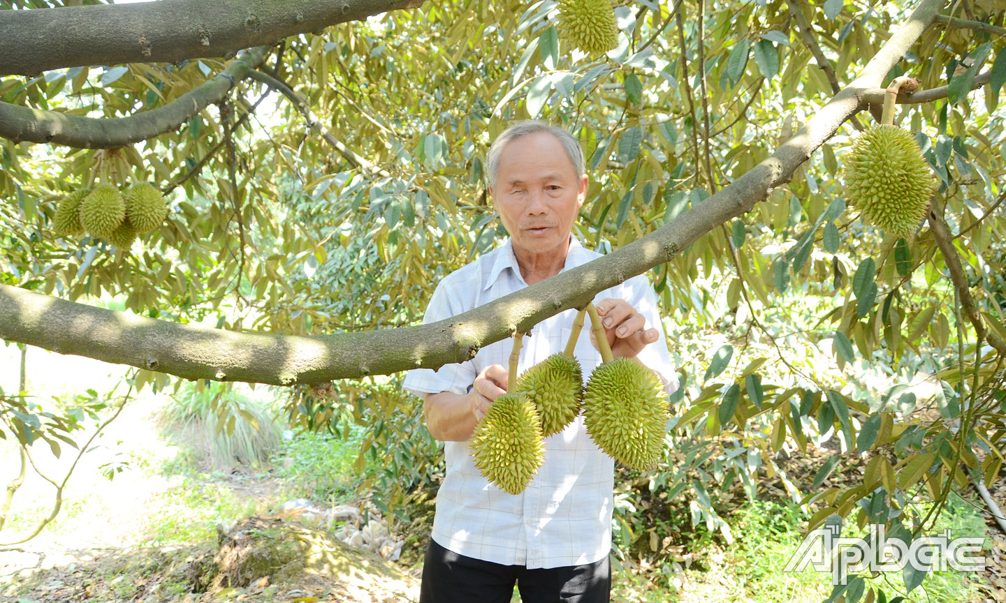 Việc chuyển đổi mô hình sản xuất sang cây ăn trái tiếp tục diễn ra.