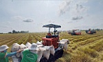 Từng bước đa dạng hóa thị trường xuất khẩu gạo