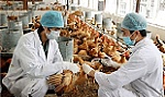 Nguy cơ dịch bệnh gia súc, gia cầm gia tăng, Thủ tướng chỉ đạo tăng cường phòng, chống