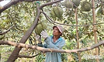 Xuất khẩu sầu riêng: Giải pháp nào để tháo gỡ khó khăn?