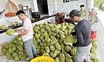 Giá nông sản xuống thấp, nông dân gặp khó