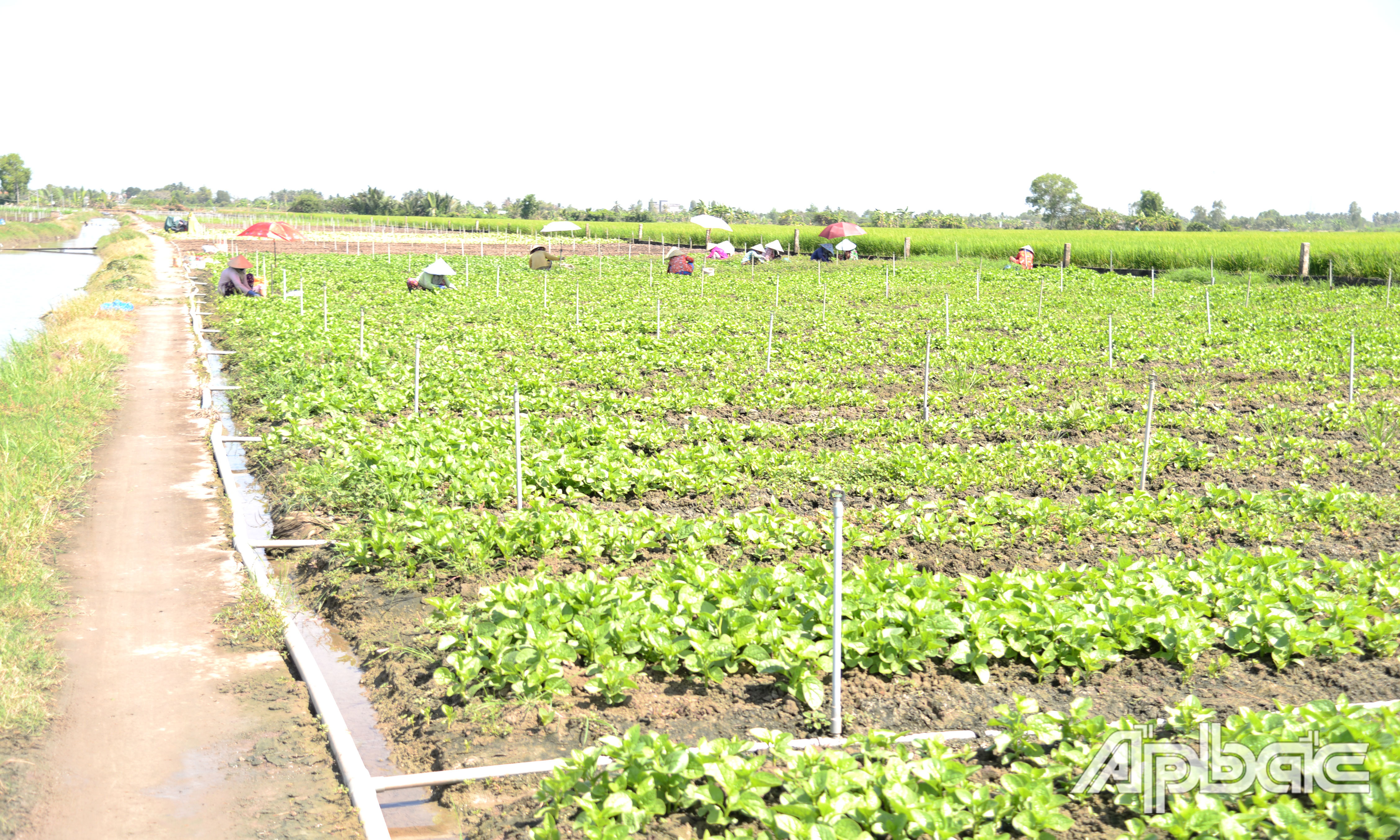 Ngày 4-4, lãnh đạo Sở Nông nghiệp và Môi trường (NN&MT) tỉnh Tiền Giang cho biết, hiện xâm nhập mặn trên địa bàn tỉnh đã đạt đỉnh và dự báo sẽ giảm dần trong thời gian tới.
