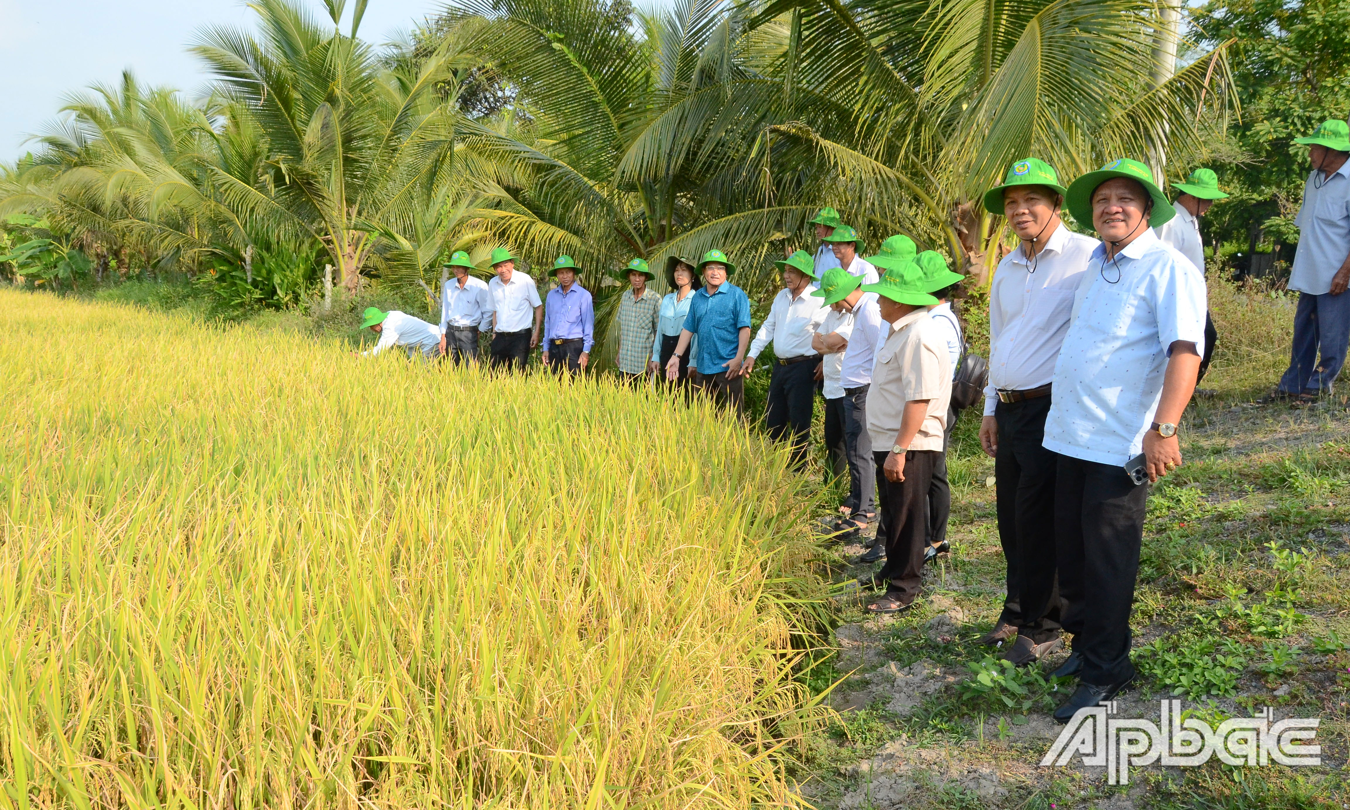 Tỉnh đang tập trung triền khai các mô hình sản xuất lúa ứng dụng công nghệ cao.