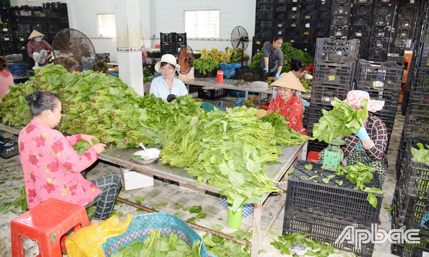 Nhiều HTX trên địa bàn tỉnh đã đẩy mạnh liên kết tiêu thụ sản phẩm gắn với phát triển sản phẩm OCOP.