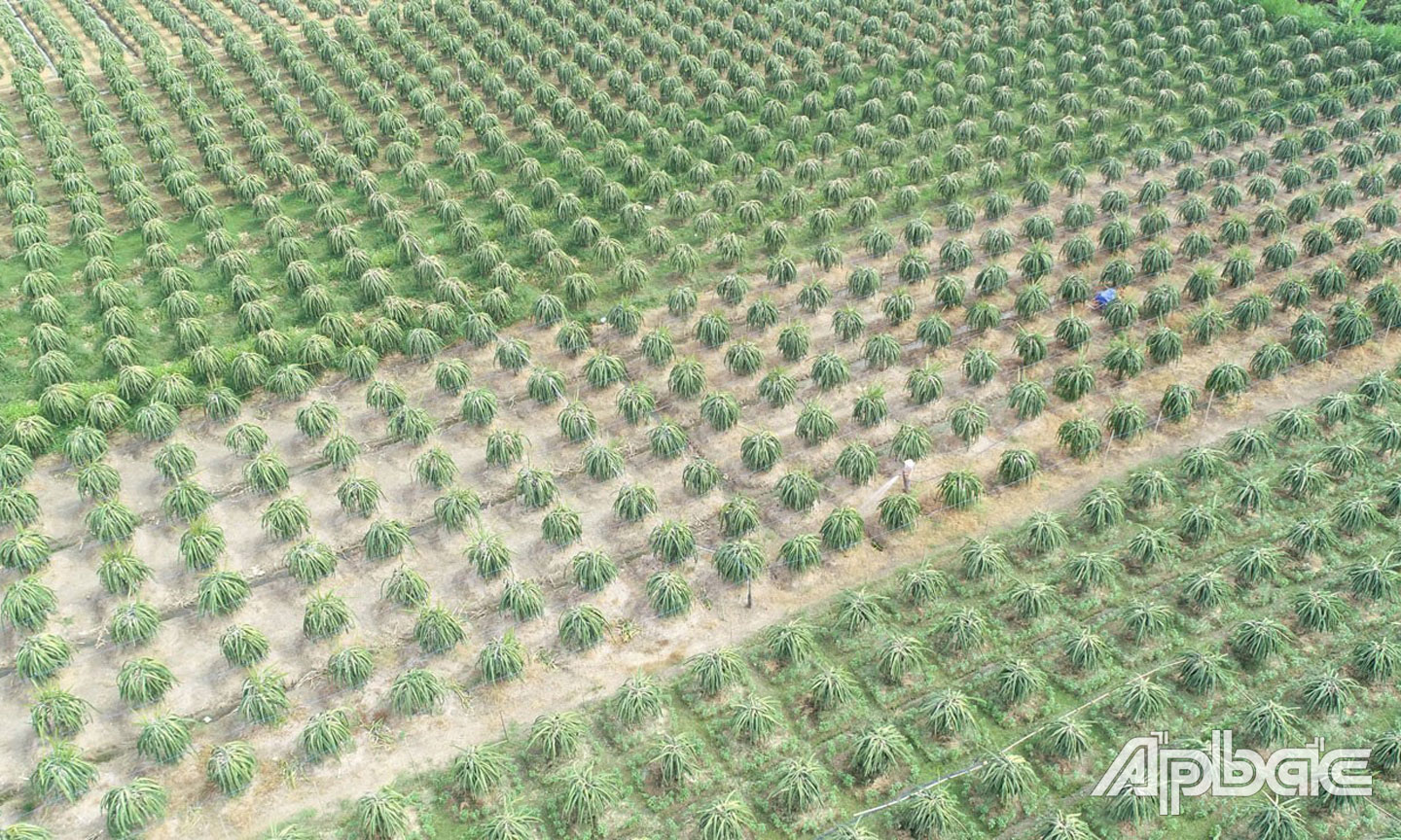 Những cánh đồng thanh long bạt ngàn tại xã Quơn Long.  Ảnh: MINH THÀNH
