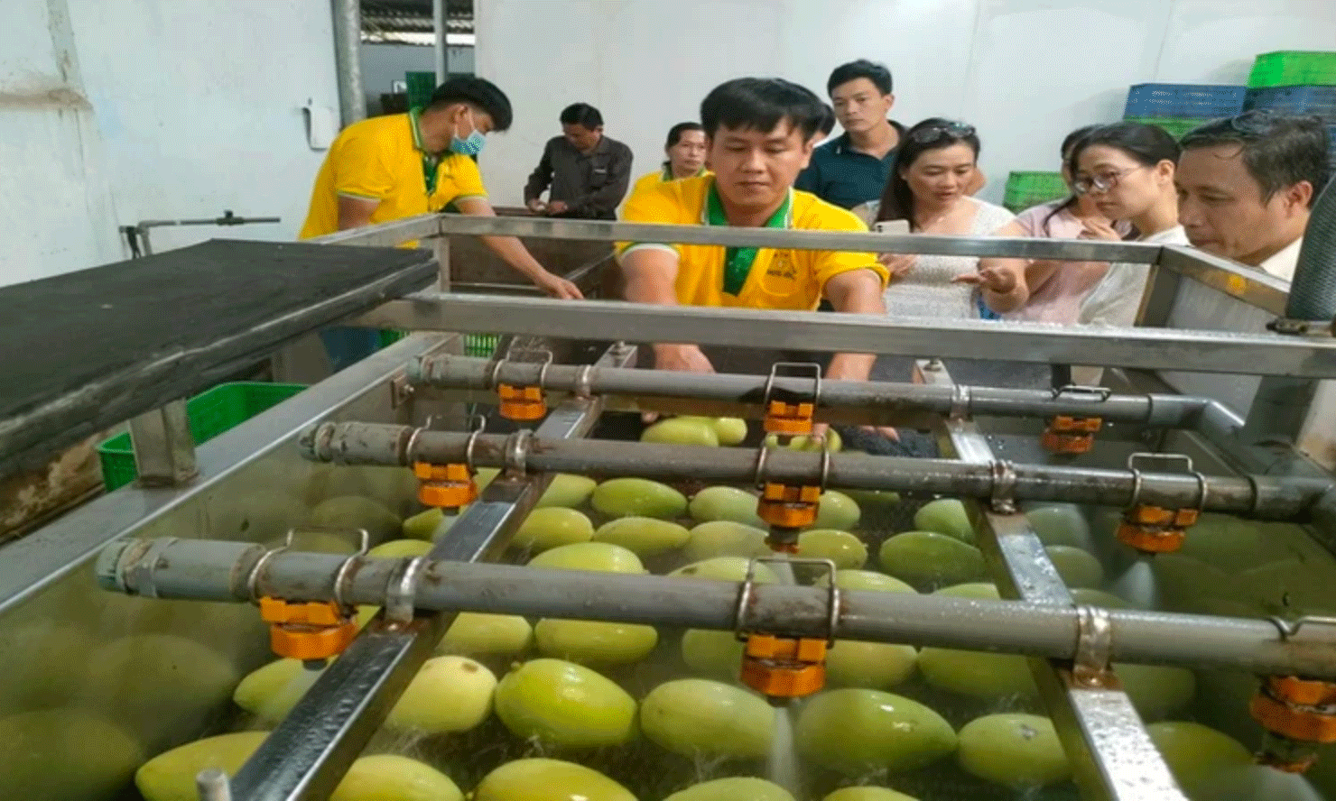 Sơ chế xoài xuất khẩu tại Công ty trách nhiệm hữu hạn Kim Nhung (tỉnh Đồng Tháp). (Ảnh: HỮU NGHĨA)