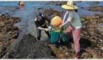 Gene đặc biệt giúp hải nữ Jeju lặn sâu 10 m