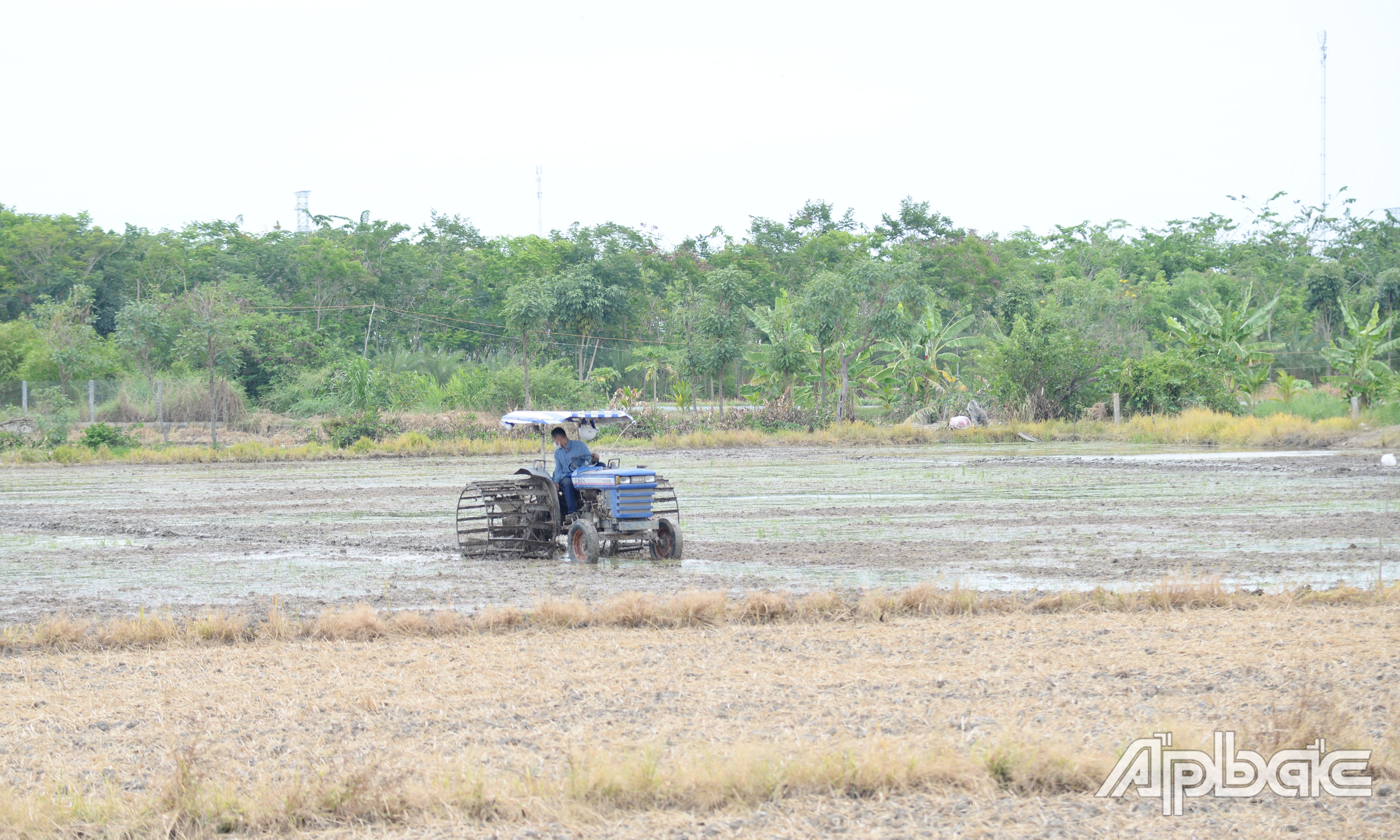 Người dân xã Yên Luông cày xới đất để gieo sạ vụ lúa hè thu.