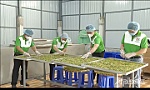 Hợp tác xã Nông nghiệp Công nghệ cao Bình Quý: Kiến tạo giá trị nông nghiệp bền vững
