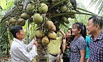 'Cơn sốt' dừa tươi: Thời điểm xây dựng chuỗi giá trị bền vững