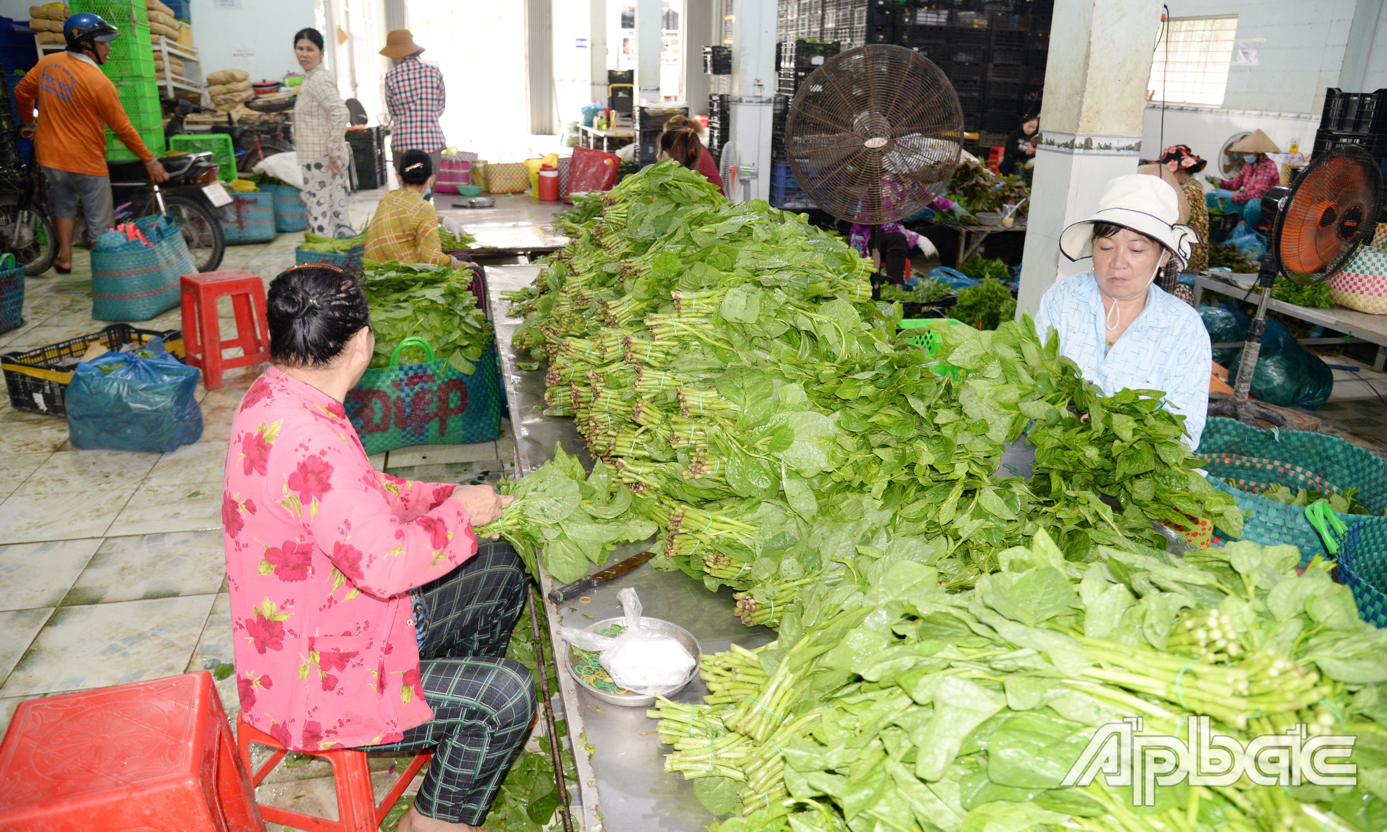 Nông dân trồng rau đảm bảo lợi nhuận nhờ được các hợp tác xã bao tiêu đầu ra.