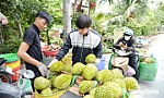 Đồng Tháp: Tiềm năng lớn để phát triển cây ăn trái
