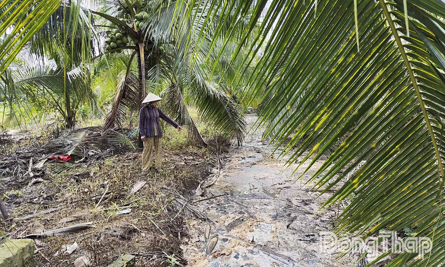 Khẩn trương khắc phục tình trạng ô nhiễm từ trang trại sâu gạo ở xã Long Hưng
