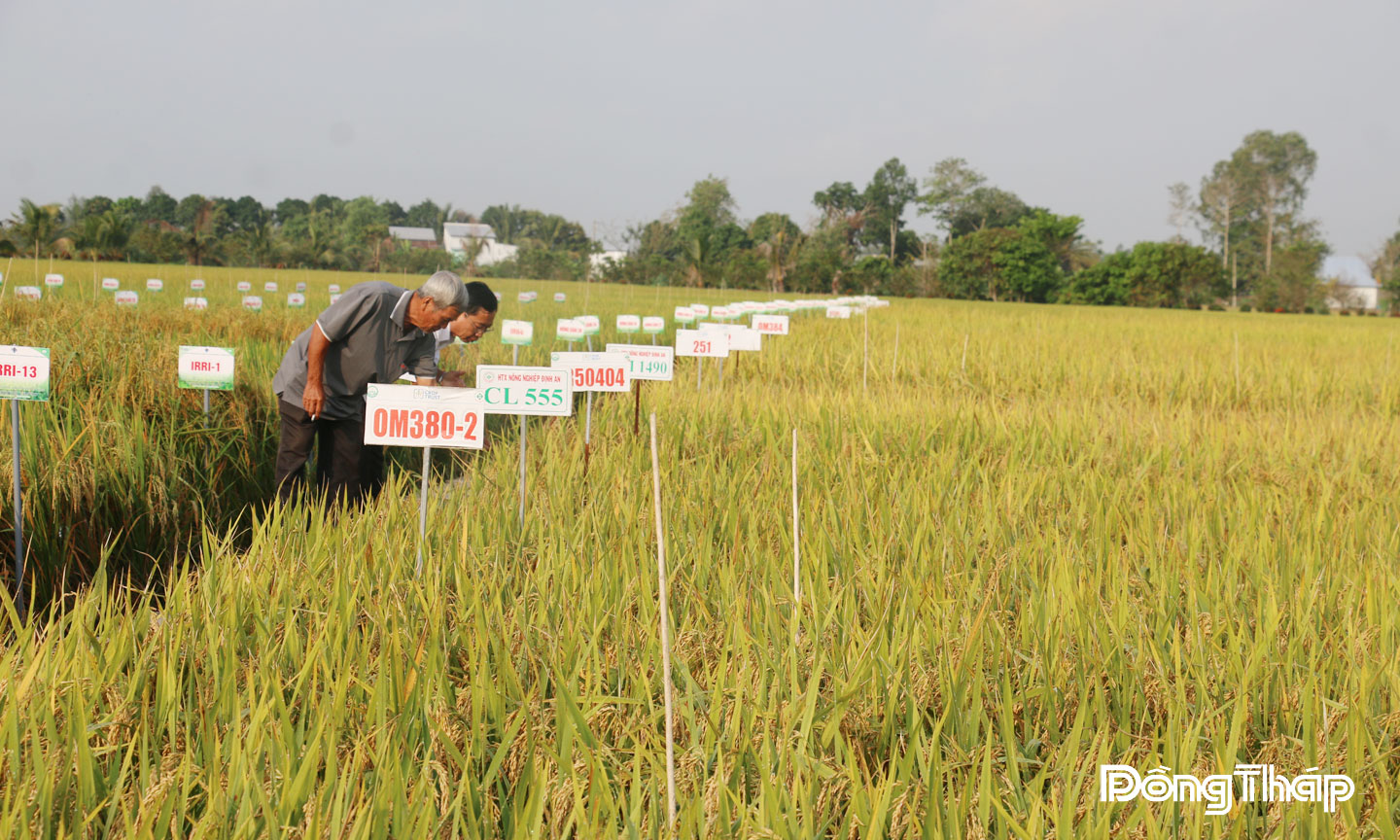 Xã Lai Vung: Phát triển toàn diện với tư duy sáng tạo, khát vọng phát triển