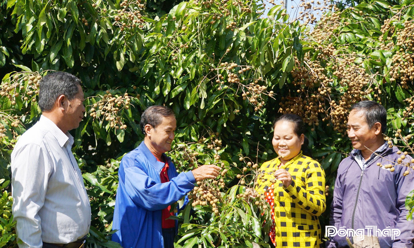 Triển vọng từ mô hình 